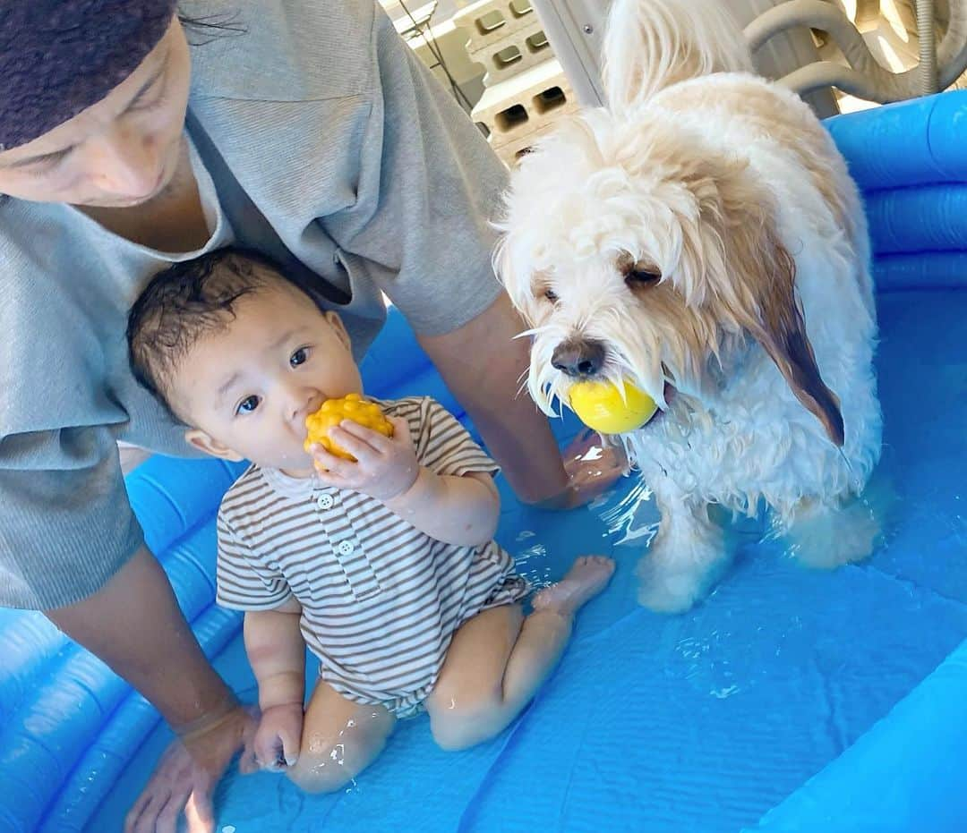 宮原幸恵さんのインスタグラム写真 - (宮原幸恵Instagram)「夏の思い出👶🏻🐶  暑〜い暑〜〜〜い夏の日の午後。  お出かけするには暑過ぎるね🥵 ってことで 急遽パパが買ってきてくれたプール✨  はじめてベランダで 水遊びしてみたよ🥰  ふたりともとっても楽しそうで 可愛かったなぁ💓  子どもたちの笑顔が 多ければ多いほど パパ・ママの休日満足度が上がるね😚🎶  パパ準備してくれてありがとう🫶  せっかくだから あと一回くらいまた プール遊びしたいなぁ👨🏻👩🏻🐶👶🏻☀️  #モフモフとモチモチ #モフモフとモチモチの夏休み」8月24日 19時25分 - yu.ki.0117