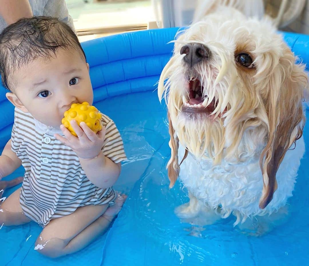 宮原幸恵さんのインスタグラム写真 - (宮原幸恵Instagram)「夏の思い出👶🏻🐶  暑〜い暑〜〜〜い夏の日の午後。  お出かけするには暑過ぎるね🥵 ってことで 急遽パパが買ってきてくれたプール✨  はじめてベランダで 水遊びしてみたよ🥰  ふたりともとっても楽しそうで 可愛かったなぁ💓  子どもたちの笑顔が 多ければ多いほど パパ・ママの休日満足度が上がるね😚🎶  パパ準備してくれてありがとう🫶  せっかくだから あと一回くらいまた プール遊びしたいなぁ👨🏻👩🏻🐶👶🏻☀️  #モフモフとモチモチ #モフモフとモチモチの夏休み」8月24日 19時25分 - yu.ki.0117