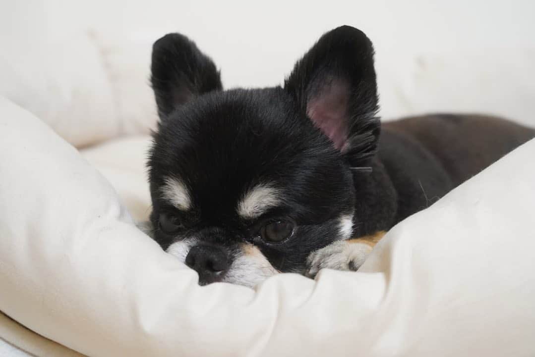 佐々木美玲さんのインスタグラム写真 - (佐々木美玲Instagram)「⠀  よく柴犬？ミックス？と 間違えられるくまちゃん。  一応チワワです😂  #チワワ #panchangram」8月24日 19時25分 - mireisasaki_official