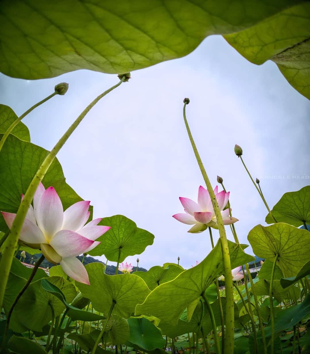 花の写真館のインスタグラム：「Photo by Ikumi Taniguchi . https://m.facebook.com/KnuckleHeadMGO . 本アカウントは、 #私の花の写真 をつけてInstagramに投稿された皆さまの花の写真や、「花の写真館」Facebookページで投稿された花の写真を紹介します。 「花の写真館」Facebookページは、「 @floral.photograph 」のプロフィールにあるURLからご覧ください。 . ※各種法令、マナー、関係者の指示に従った撮影をお願いします。 *Please ensure that your photography adheres to all relevant laws, etiquette, and instructions issued by authorized persons. ※本アカウントは東京カメラ部がFacebook、Instagramのサービスを利用して運営しているもので、Meta社・Instagramとは一切関係ありません。 . #花の写真館 #floralphotograph #floralphoto #flower #flowers Follow: @floral.photograph」