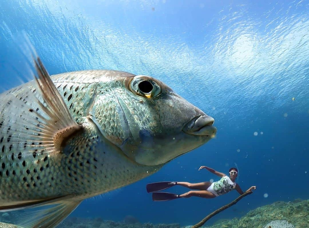 GoProさんのインスタグラム写真 - (GoProInstagram)「巨大魚と遭遇？！😲🐟 この作品で #GoProアワード $250を @papua.jp に贈呈。おめでとうございます！  @Quik アプリ、またはGoPro.com/Awardsからお気に入りの作品を応募しよう！ ・ ・ ・ #GoPro #GoProJP #小笠原 #小笠原諸島 #ダイビング #フリーダイビング #シュノーケリング #Diving」8月24日 19時31分 - goprojp