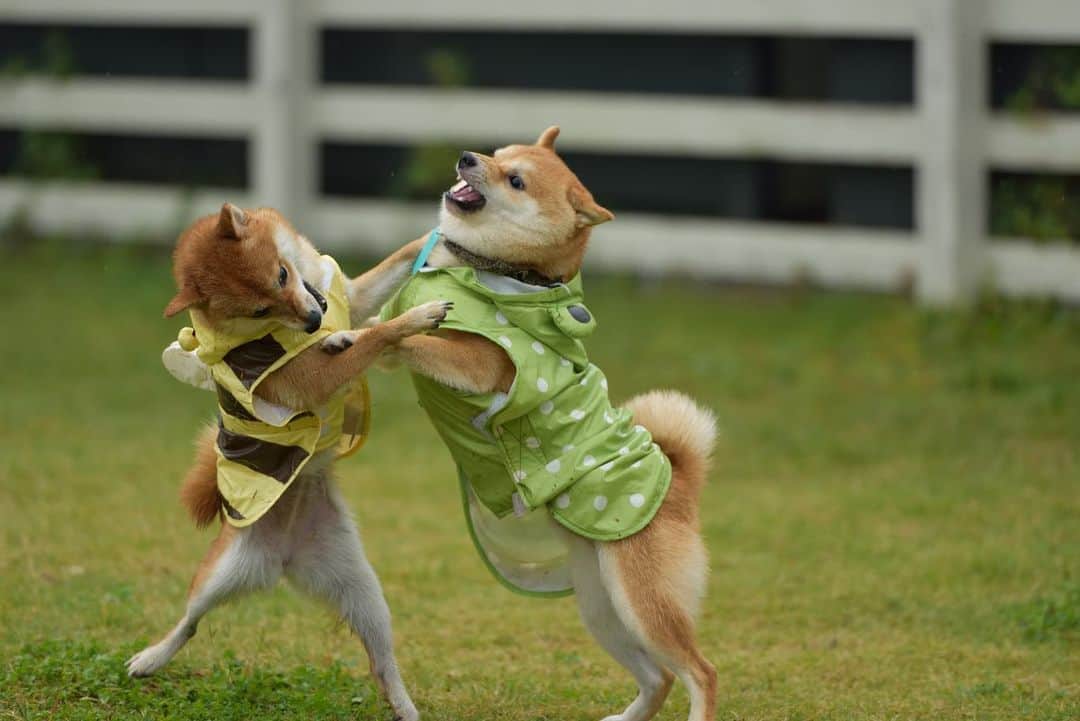 のインスタグラム：「🐶 昔懐かし、5-6年前⁉️の 初めての #シバサミ　での 豆千代くんとの仁義なき戦い。  お互い容赦ない😆  4枚目　目潰し！ 8枚目　👺見えた！ 9枚目「止めないでください」 10枚目　二日酔いの豆千代くんを介抱。  @mamechiyo728  シバサミ復活しないかなぁ〜  #柴犬#豆柴#mameshiba #shibastagram#japanphoto#shibainu#犬#shibainumania#犬のいる暮らし#shiba_snap#shibainupuppy#多頭飼い#dog#いぬすたぐらむ#puppy#dogstagram#instadog #doglover#pecoいぬ部#pecotv#いぬのきもち部#狗#子犬#barked#9gag#9gagpets#시바견」
