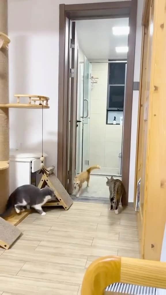 Cute Pets Dogs Catsのインスタグラム