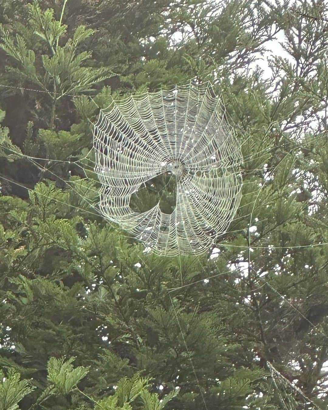 ジェシカ・アルバのインスタグラム：「🕸️🕷️🫶🏽」