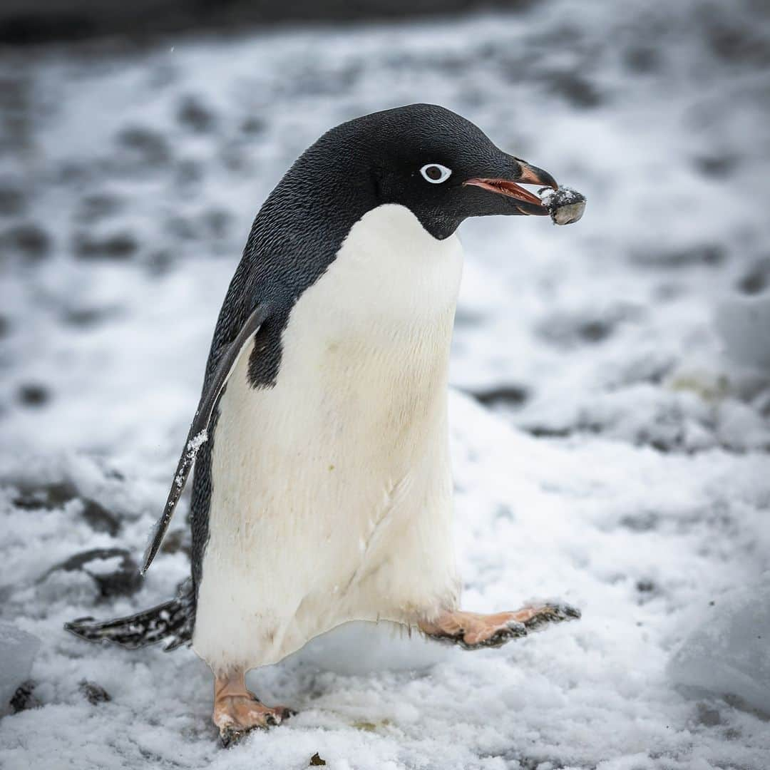 アニマルプラネットさんのインスタグラム写真 - (アニマルプラネットInstagram)「"Just one more . . ."  An adelie #penguin on Coronation Island, Antarctica gathers rocks for its nest!  📷: Laura Hedien  #Animals #Nature」8月24日 22時00分 - animalplanet