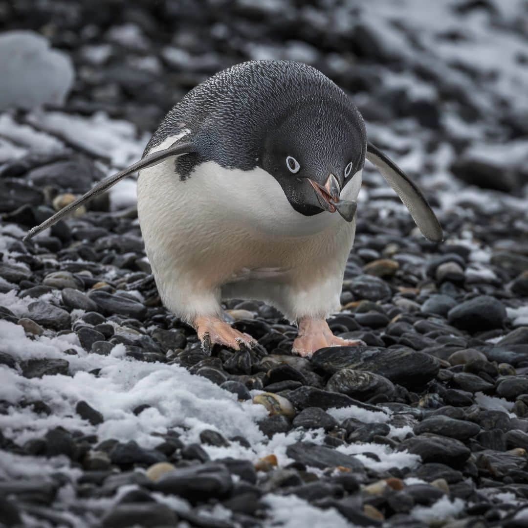 アニマルプラネットさんのインスタグラム写真 - (アニマルプラネットInstagram)「"Just one more . . ."  An adelie #penguin on Coronation Island, Antarctica gathers rocks for its nest!  📷: Laura Hedien  #Animals #Nature」8月24日 22時00分 - animalplanet