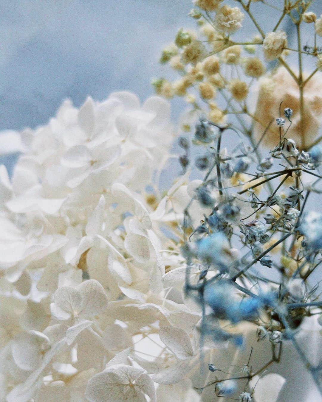 斉藤花耶さんのインスタグラム写真 - (斉藤花耶Instagram)「花と共に過ごした時間 大好きな場所になりました」8月24日 22時14分 - kaya__official_