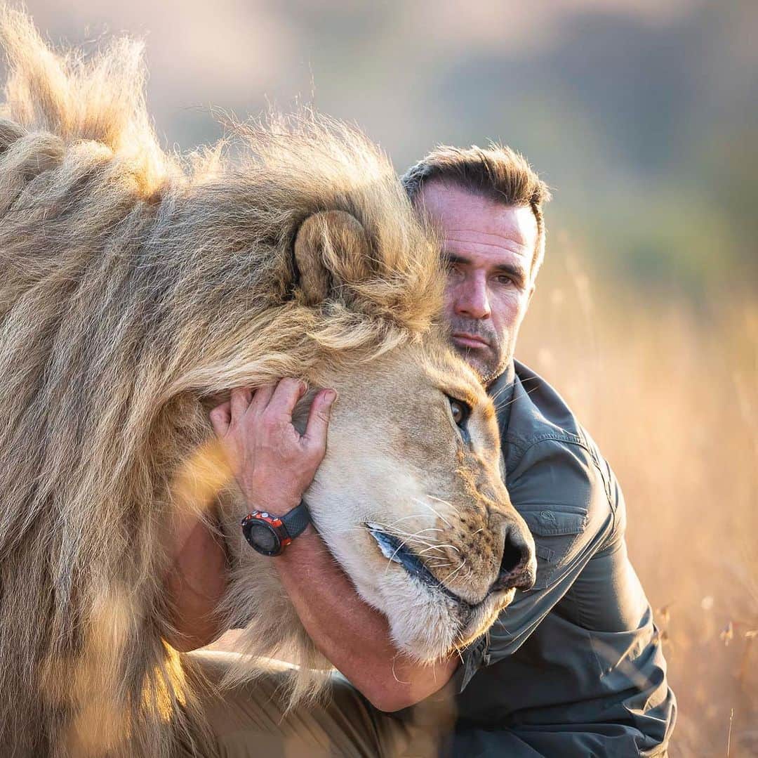 Kevin Richardson LionWhisperer さんのインスタグラム写真 - (Kevin Richardson LionWhisperer Instagram)「I’ve learned that understanding how animals behave and getting to know each one personally can help clear up common misconceptions. For example, it’s not always true that staring into an animal’s eyes is a challenge. It really depends on the situation. Sometimes we forget to consider the whole picture and instead treat certain things as the norm.   It’s quite intriguing to observe the duality where, on one hand, there’s a discourse highlighting the sentient nature of creatures like lions, while on the other, a paradox emerges as they are subjected to continual imprisonment under the presumption that they’re content and happy. If indeed these beings possess the depth of sentience that’s often advocated, the moral quandaries arising from such a scenario become increasingly pronounced. I wonder, how can  our ethical compasses align with endorsing such a situation?  #moralcompass #foodforthought #lions #happycats  📸 @jackiewildphoto」8月24日 22時28分 - lionwhisperersa