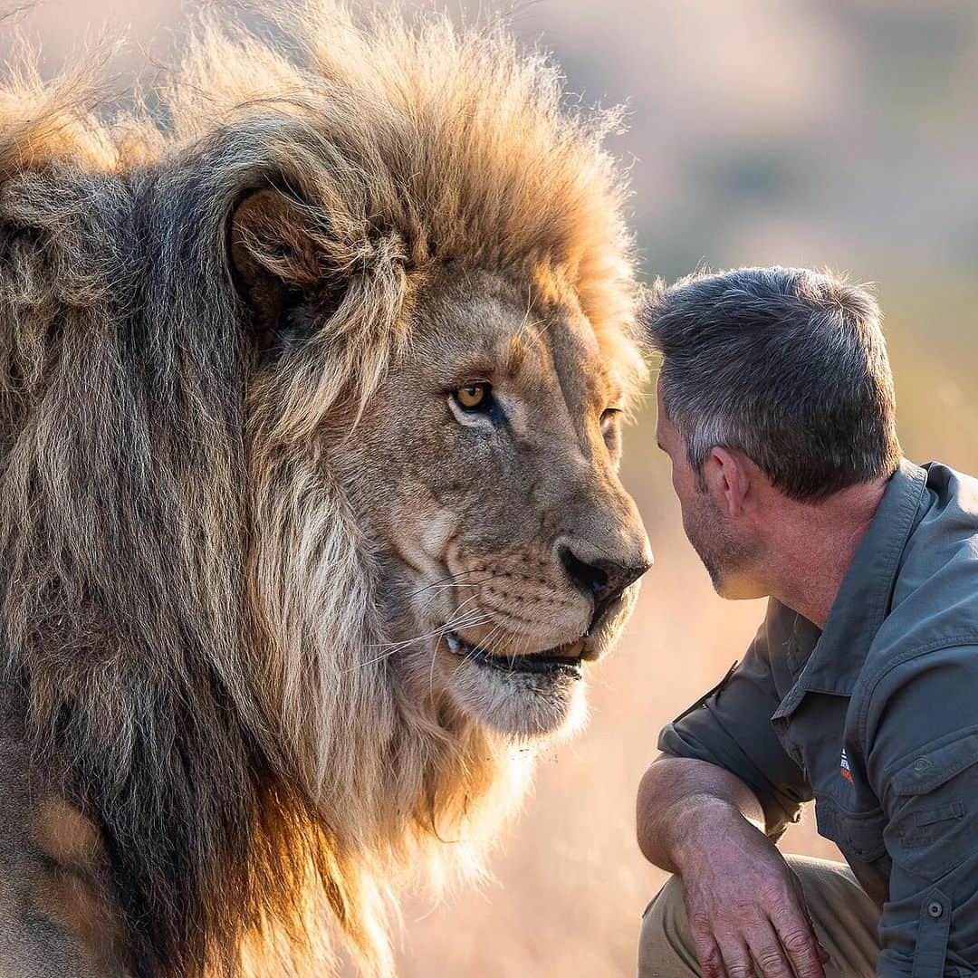Kevin Richardson LionWhisperer のインスタグラム：「I’ve learned that understanding how animals behave and getting to know each one personally can help clear up common misconceptions. For example, it’s not always true that staring into an animal’s eyes is a challenge. It really depends on the situation. Sometimes we forget to consider the whole picture and instead treat certain things as the norm.   It’s quite intriguing to observe the duality where, on one hand, there’s a discourse highlighting the sentient nature of creatures like lions, while on the other, a paradox emerges as they are subjected to continual imprisonment under the presumption that they’re content and happy. If indeed these beings possess the depth of sentience that’s often advocated, the moral quandaries arising from such a scenario become increasingly pronounced. I wonder, how can  our ethical compasses align with endorsing such a situation?  #moralcompass #foodforthought #lions #happycats  📸 @jackiewildphoto」