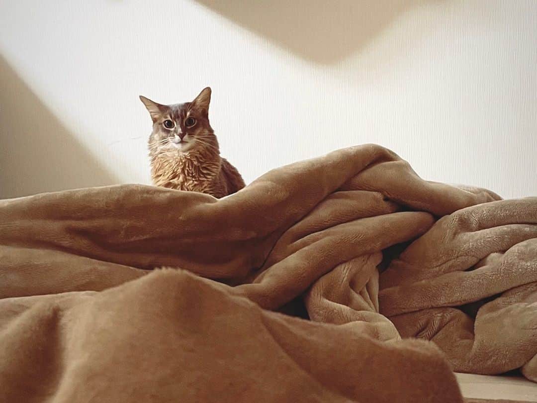 ちかちゃのインスタグラム：「. もう寝るんですか？  って見てくるプリンセス . . . #ねこ #かわいい #おやすみ」