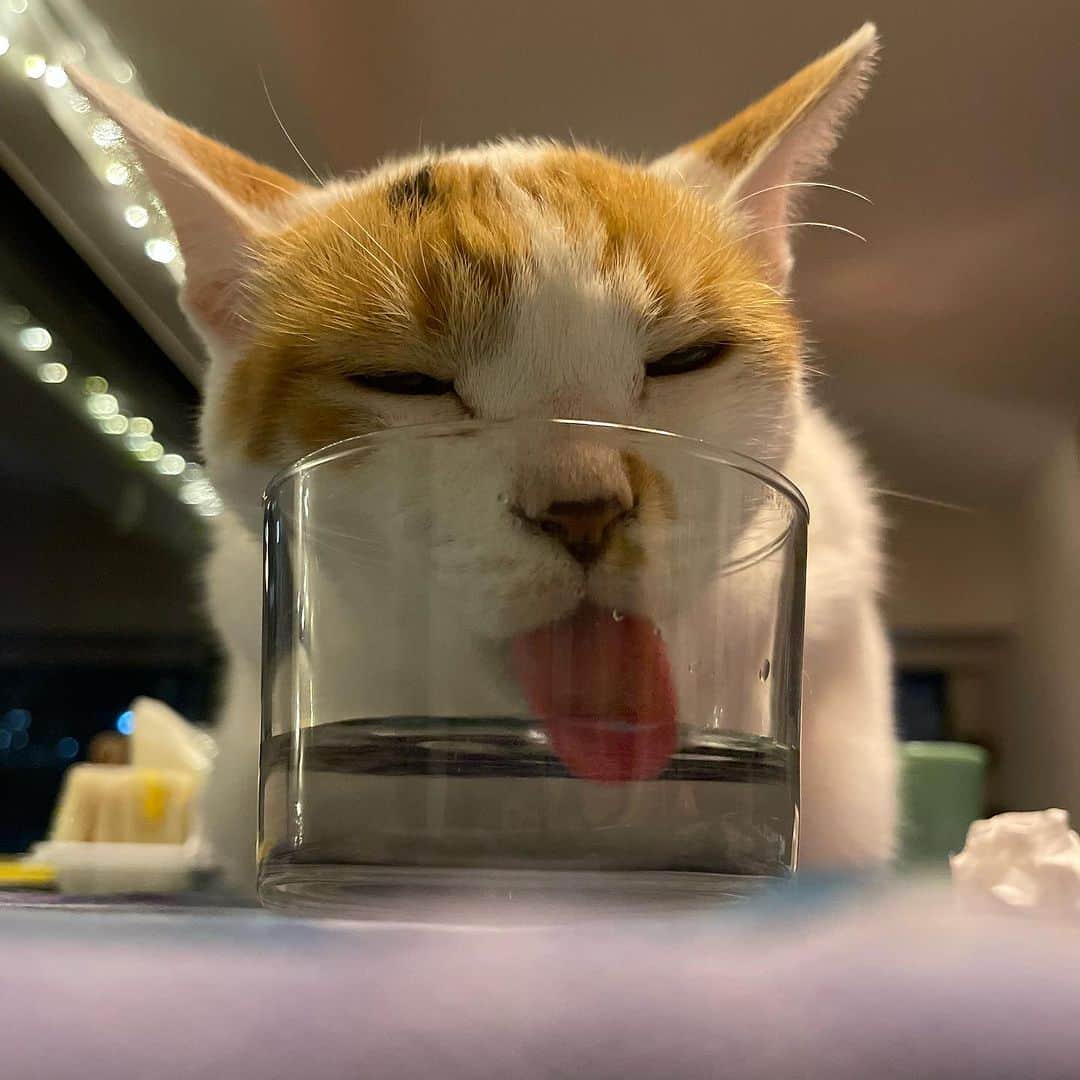 池田有希子のインスタグラム：「本物の猫の舌とお菓子の猫の舌です👅  #languedechat」
