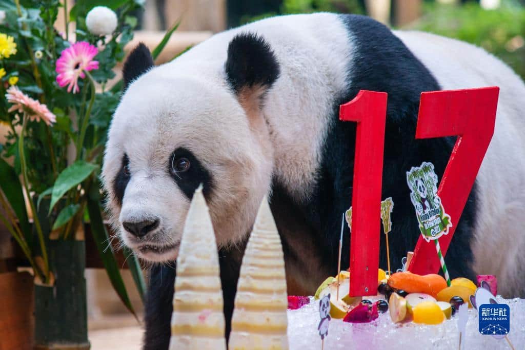 iPandaさんのインスタグラム写真 - (iPandaInstagram)「Giant panda couple Xing Xing and Liang Liang celebrated their 17th birthday at Zoo Negara on August 23. They enjoyed a special birthday cake made of fruits adorned with some flowers and the number 17. Xing Xing and Liang Liang were both born on August 23, 2006 in Sichuan, China and arrived in Malaysia in 2014. 🐼 🐼 🐼 #Panda #iPanda #Cute #PandaNews #CCRCGP #FriendshipMessenger #PandaPic」8月24日 23時15分 - ipandachannel