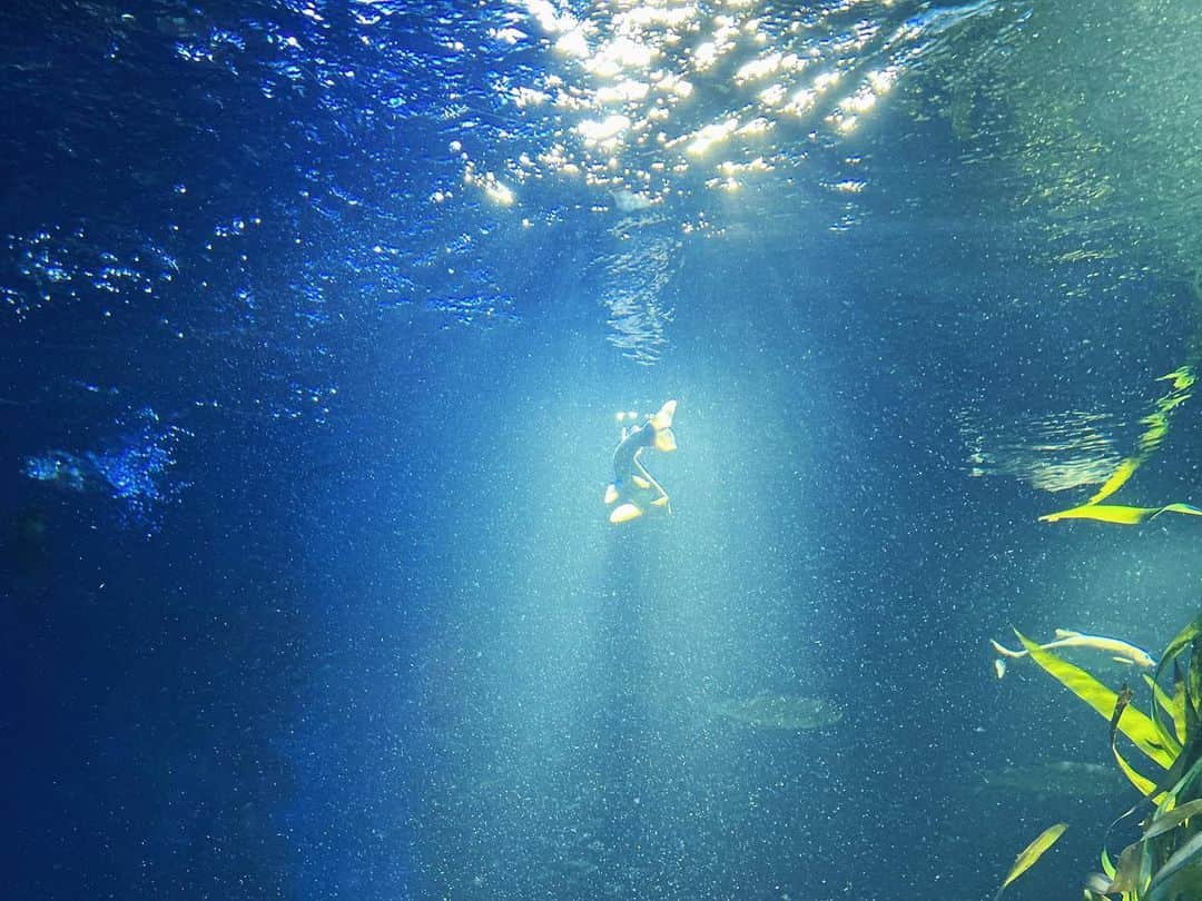 小林玲のインスタグラム：「🐠✨ ⁡ ⁡ ⁡ #水族館」