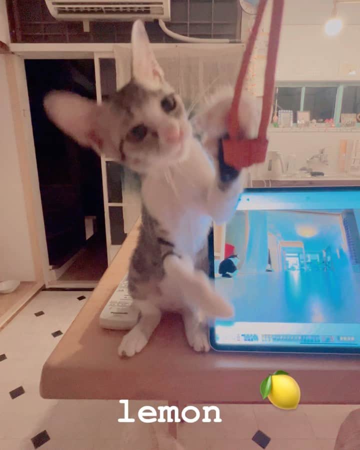 屬美於のインスタグラム