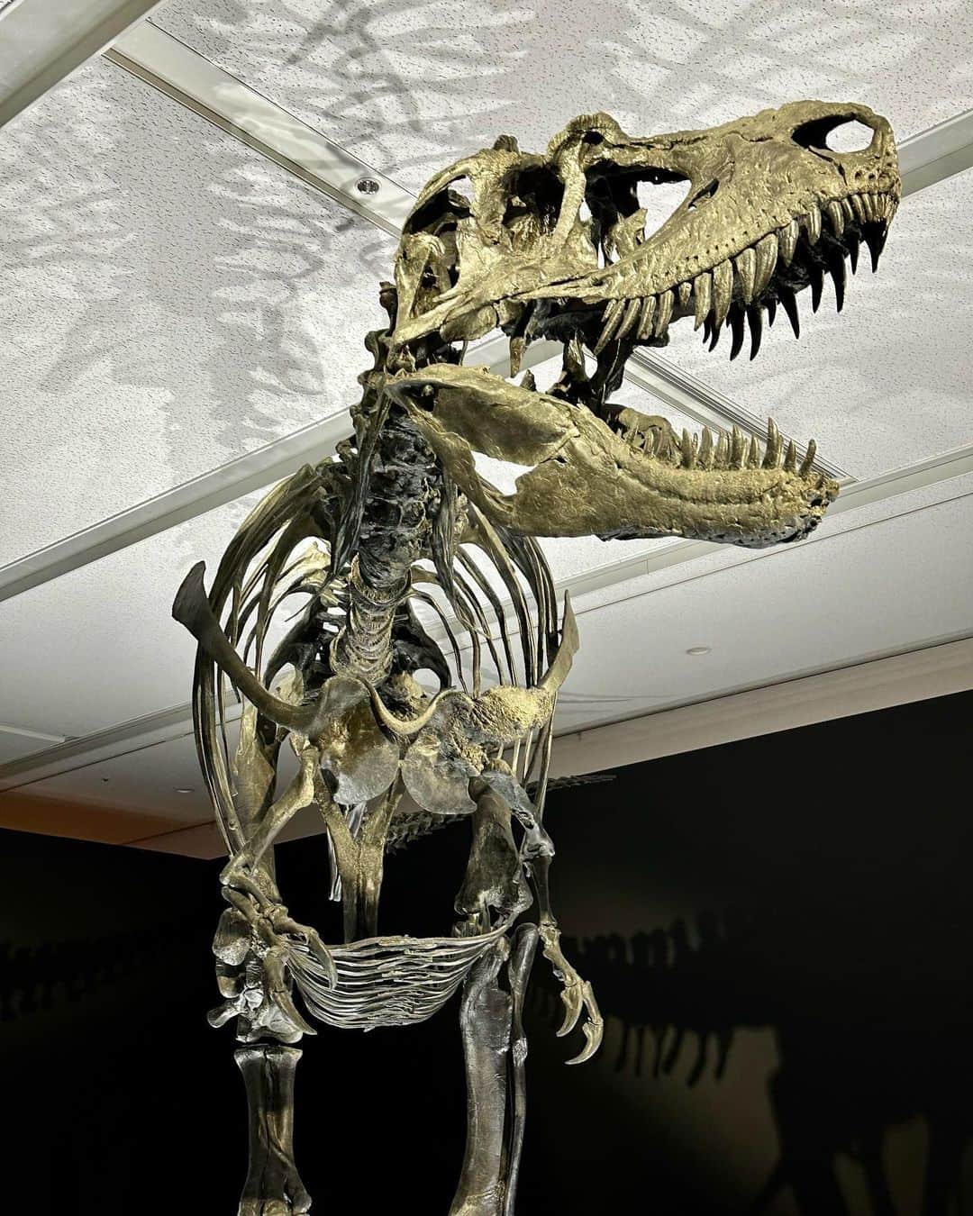 てーらさんのインスタグラム写真 - (てーらInstagram)「#tokyomidtown  #恐竜科学博」8月24日 23時52分 - talla_cos