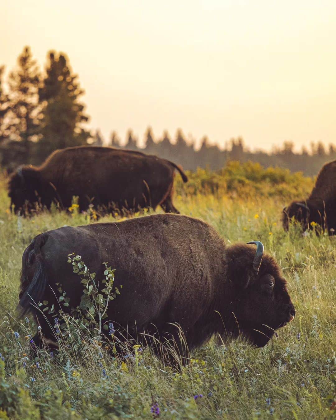 Explore Canadaのインスタグラム：「Buckle in as we take you through a story of loss, perseverance, and hope. 🍿  Hundreds of years ago bison roamed the prairie grasslands as far as the eye could see. Due to overhunting, the bison population became all but depleted. A detrimental outcome to not only bison and other wildlife, but for the grasslands and ecosystem of the region.  Bison reintroduction was possible because of conservation methods put to work in the early 1900’s. After an initial herd was struck down with disease and did not survive, 10 bison from Elk Island National Park were brought to the Lake Audy Bison Enclosure to call it home in the 1940s.  The enclosure is 500 hectares in size (2.5 football fields fit in one hectare to give you a sense of size) and has openings throughout the fence to allow other wildlife such as deer and elk inside and out in an attempt to not disrupt their natural movements.  Although bison were re-introduced in Riding Mountain National Park as a display herd, today they are valued as much more. Their life cycle is intimately intertwined with the health of the prairie and its other inhabitants. Bison forage on specific grasses, forbs and trees; they create wallows and trails throughout the area; they add nutrients to the soil and they help propagate seeds, therefore contributing to the cycle of life. The importance of this native species is also recognized through the role they played in the development and life of the Indigenous people.   The bison you see today are all descendants from the herd introduced more than 80 years ago. 🥹   To learn more about visiting the enclosure please visit @parks.canada’s website for more details.   📷: @alexander.albani  📍: Clear Lake, Wasagaming, @parks.canada, @TravelManitoba   #ExploreCanada  #ExploreMB  Image description: 3 large bison wandering through tall grass. The setting sun provides a warm and hazy glow.」