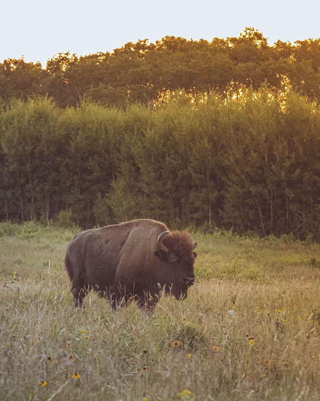 Explore Canadaさんのインスタグラム写真 - (Explore CanadaInstagram)「Buckle in as we take you through a story of loss, perseverance, and hope. 🍿  Hundreds of years ago bison roamed the prairie grasslands as far as the eye could see. Due to overhunting, the bison population became all but depleted. A detrimental outcome to not only bison and other wildlife, but for the grasslands and ecosystem of the region.  Bison reintroduction was possible because of conservation methods put to work in the early 1900’s. After an initial herd was struck down with disease and did not survive, 10 bison from Elk Island National Park were brought to the Lake Audy Bison Enclosure to call it home in the 1940s.  The enclosure is 500 hectares in size (2.5 football fields fit in one hectare to give you a sense of size) and has openings throughout the fence to allow other wildlife such as deer and elk inside and out in an attempt to not disrupt their natural movements.  Although bison were re-introduced in Riding Mountain National Park as a display herd, today they are valued as much more. Their life cycle is intimately intertwined with the health of the prairie and its other inhabitants. Bison forage on specific grasses, forbs and trees; they create wallows and trails throughout the area; they add nutrients to the soil and they help propagate seeds, therefore contributing to the cycle of life. The importance of this native species is also recognized through the role they played in the development and life of the Indigenous people.   The bison you see today are all descendants from the herd introduced more than 80 years ago. 🥹   To learn more about visiting the enclosure please visit @parks.canada’s website for more details.   📷: @alexander.albani  📍: Clear Lake, Wasagaming, @parks.canada, @TravelManitoba   #ExploreCanada  #ExploreMB  Image description: 3 large bison wandering through tall grass. The setting sun provides a warm and hazy glow.」8月25日 0時00分 - explorecanada