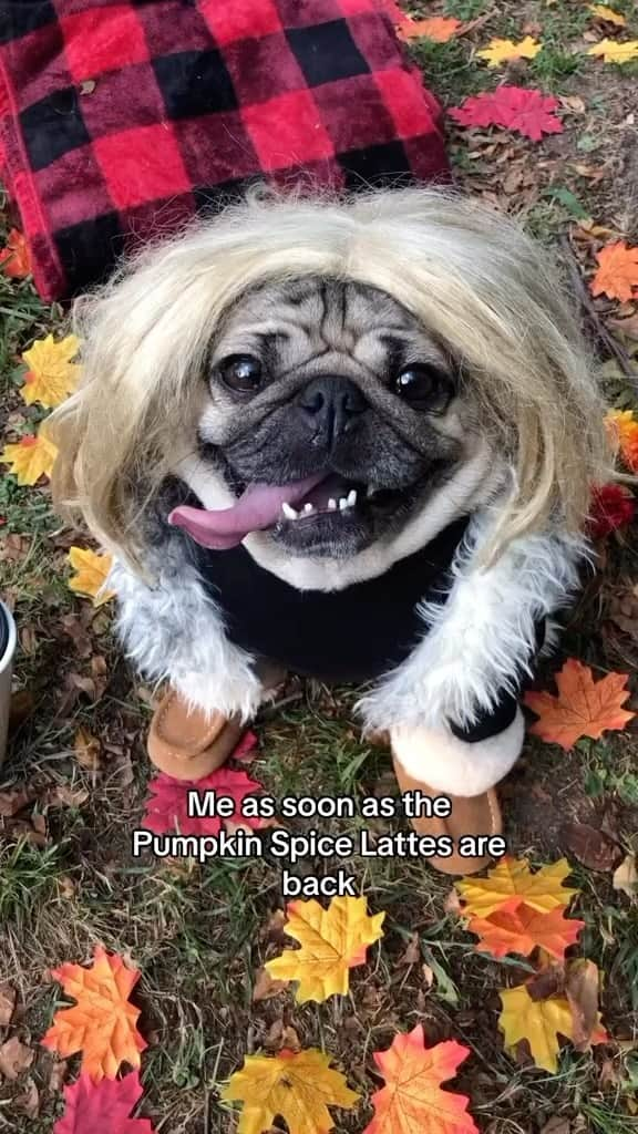 itsdougthepugのインスタグラム：「Sorry, this is my personality now. I don’t care if it’s still 100 degrees outside. ☕️🎃  #dogsofinstagram #pumpkinspice #psl #fall #dougthepug #pugsofinstagram」