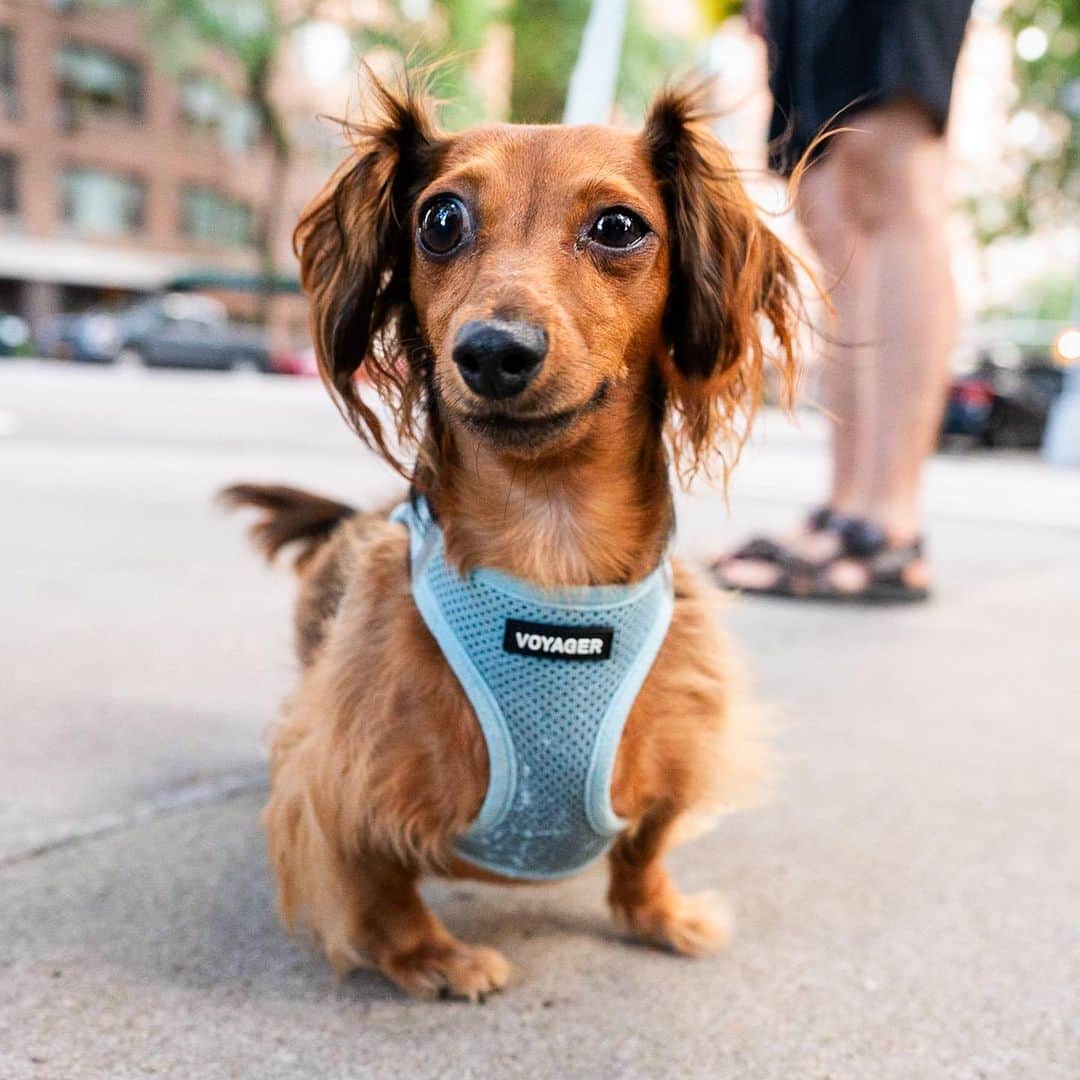 The Dogistさんのインスタグラム写真 - (The DogistInstagram)「Wilhelmina & Bailey, Dachshund & Cavapoo (3 & 5 y/o), 82nd & East End Ave., New York, NY • “They’re neighbors. Wilhelmina is obsessed with playing fetch. It’s her one true love. Ball is life. Bailey’s birthday is today.” @manhattanmina @bailey.nyc   Please wish Bailey a happy (belated) birthday!」8月25日 0時44分 - thedogist