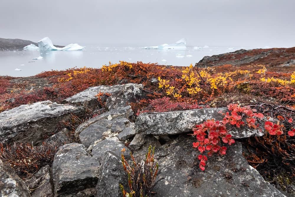National Geographic Travelさんのインスタグラム写真 - (National Geographic TravelInstagram)「Photo by @daisygilardini | The Greenland tundra's fall colors are simply mesmerizing. The tundra is a zone of treeless ground usually found north of the Arctic Circle or above the timberline. Trees cannot grow on the tundra because of the strong winds and the permafrost that lies below the surface of the black soil. Plants found in this biome include mosses, lichens, herbs, and dwarf shrubs. As with plants in more temperate climes, fall is a time for change. Shorter daylight hours, together with colder temperatures, cause photosynthesis to slow down and eventually stop. Chlorophyll is what causes leaves to appear green. When it breaks down, other chemicals take over: carotene (responsible for yellow) and anthocyanin (red). The yellows and reds shine through, giving us one of the most beautiful shows in nature to admire.   Follow me @daisygilardini for more images and stories from behind the scenes.」8月25日 1時30分 - natgeotravel