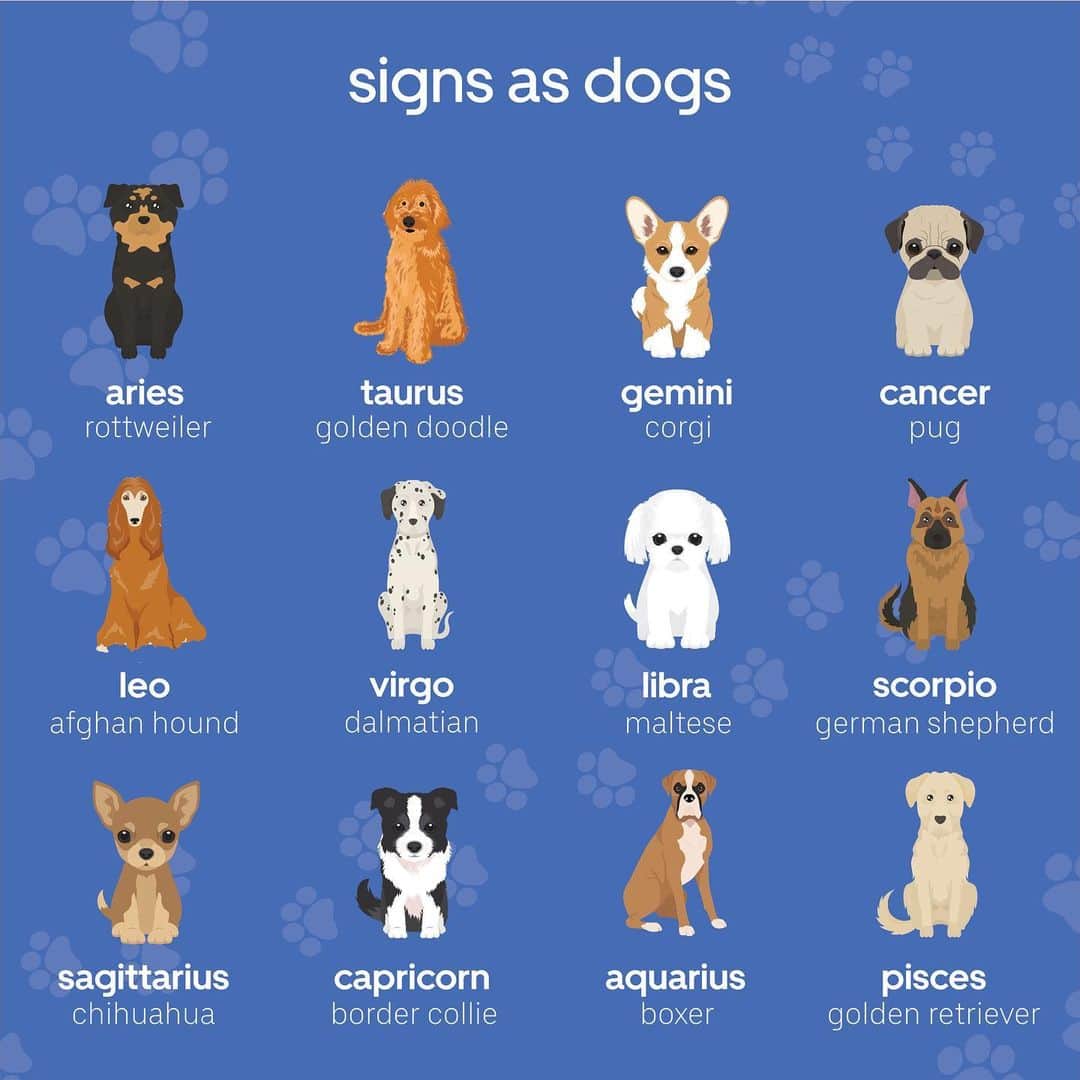Uberのインスタグラム：「It's Virgo szn ♍ and almost #NationalDogDay...time to take your furry friend for a 'hang-a-wet-nose-out-of-window' Uber Pet ride.  #InternationalDogDay #SignsAs」