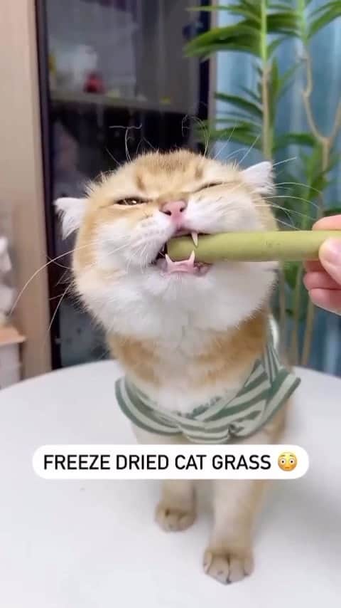 Cute Pets Dogs Catsのインスタグラム：「Time for Cat Grass Sticks 🌱 Link in bio!  #cats #kitten」
