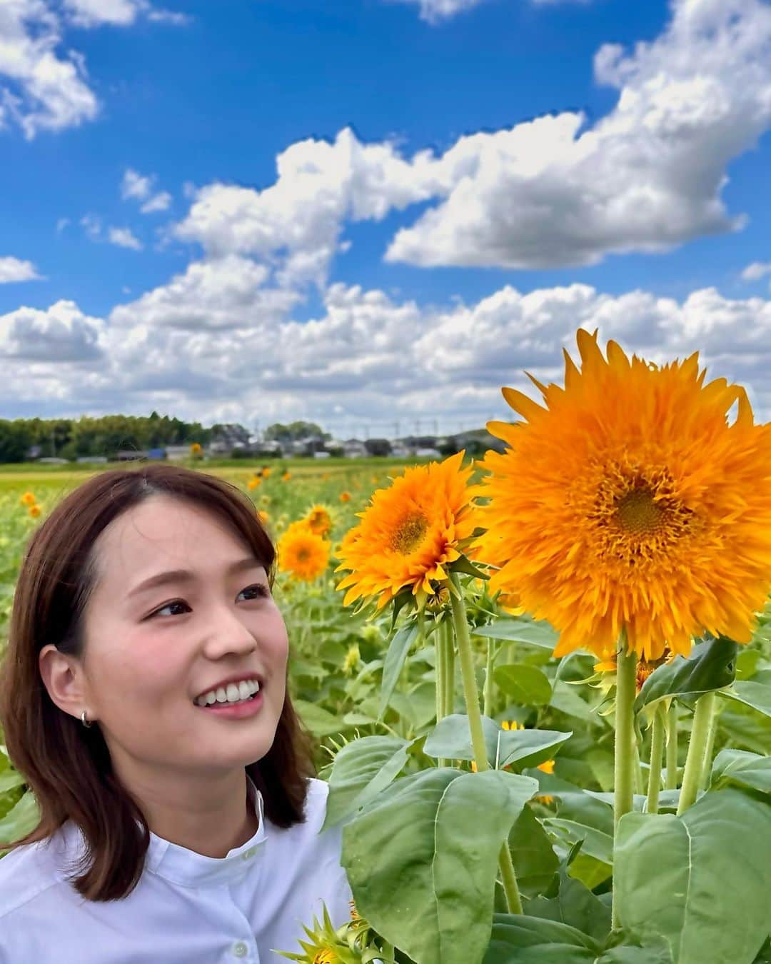 篠原梨菜のインスタグラム：「茨城県筑西市 あけのひまわりフェスティバル🌻 取材しました！ 東北八重という品種で、中央まで細かな花びらで満たされています。 こちらのひまわり畑は普段作物を栽培しているエリア。種が落ちない品種の東北八重が適しているとのこと！ 明日から開催です！ #thetime_tbs #あけのひまわりフェスティバル #茨城県筑西市 #ひまわり #東北八重 #tbs」