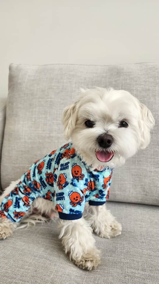 Toby LittleDudeのインスタグラム：「Cute pajamas! @fuzzyard_ca is now shipping to Canada 🇨🇦. THEO10 for 10% off. I'm 9.5 pounds and wear a size 1.  #pajamas #onesie #cutedog #furbaby #maltese #theothemaltese #puppylife」