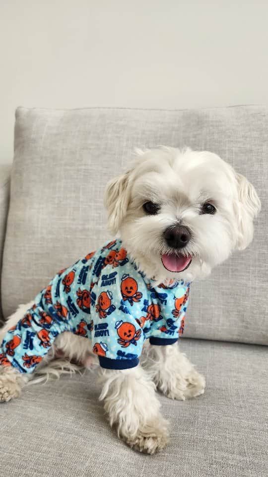 のインスタグラム：「Cute pajamas! @fuzzyard_ca is now shipping to Canada 🇨🇦. THEO10 for 10% off. I'm 9.5 pounds and wear a size 1.  #pajamas #onesie #cutedog #furbaby #maltese #theothemaltese #puppylife」