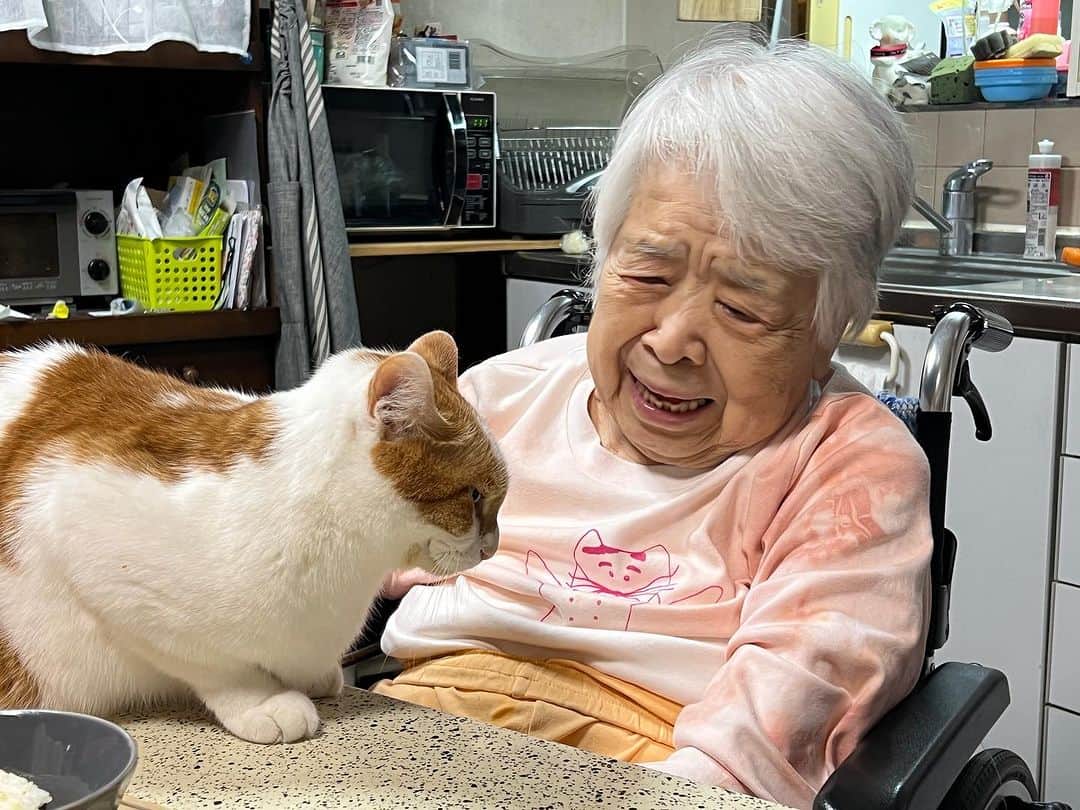 Kachimo Yoshimatsuのインスタグラム：「おいちゃん、そこで止まると ちゅーされるよ！  #うちの猫ら #猫 #ねこ #ニャンスタグラム #oinari #バーバ  #バーバと猫 #にゃんすたぐらむ #ねこのきもち #cat #ネコ #catstagram #ネコ部 http://kachimo.exblog.jp」