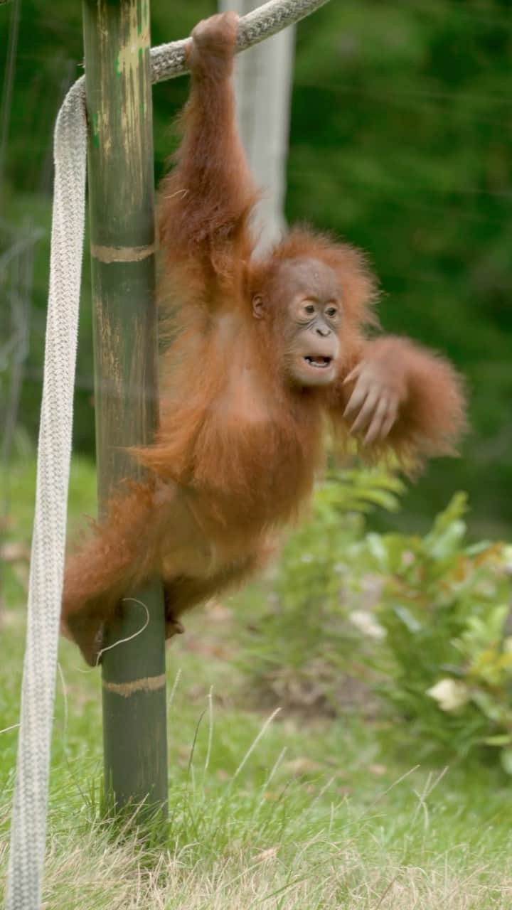 San Diego Zooのインスタグラム：「Kaja slidin’ into your feed like 🛝  #Orangutan #KiwiHead #Ginger #SanDiegoZoo」