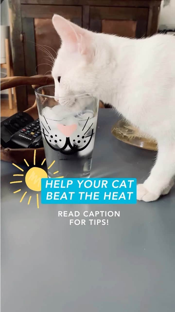 Fresh Stepのインスタグラム：「Describing this summer in one word: HOT. And our kitties feel the heat. When it’s extra hot, it’s important to keep cats cool.  💧Adding extra water bowls to different areas of your home gives cats lots of opportunities to hydrate. 😸Give your cat opportunities to rest on a cool surface, such as a tile floor, sink, or desk. 🧊Put an ice pack beneath your cats bedding (make sure it doesn’t directly touch them) for some cooling relief. ☀️Provide outdoor cats a shady area to rest, such as under a porch or deck.   Video courtesy of @magtheferal.  Source: resources.bestfriends.org/article/how-keep-your-cat-cool-when-its-hot-outside  #hotcat #cattips #catparents #cathydration #healthycat #freshstep」