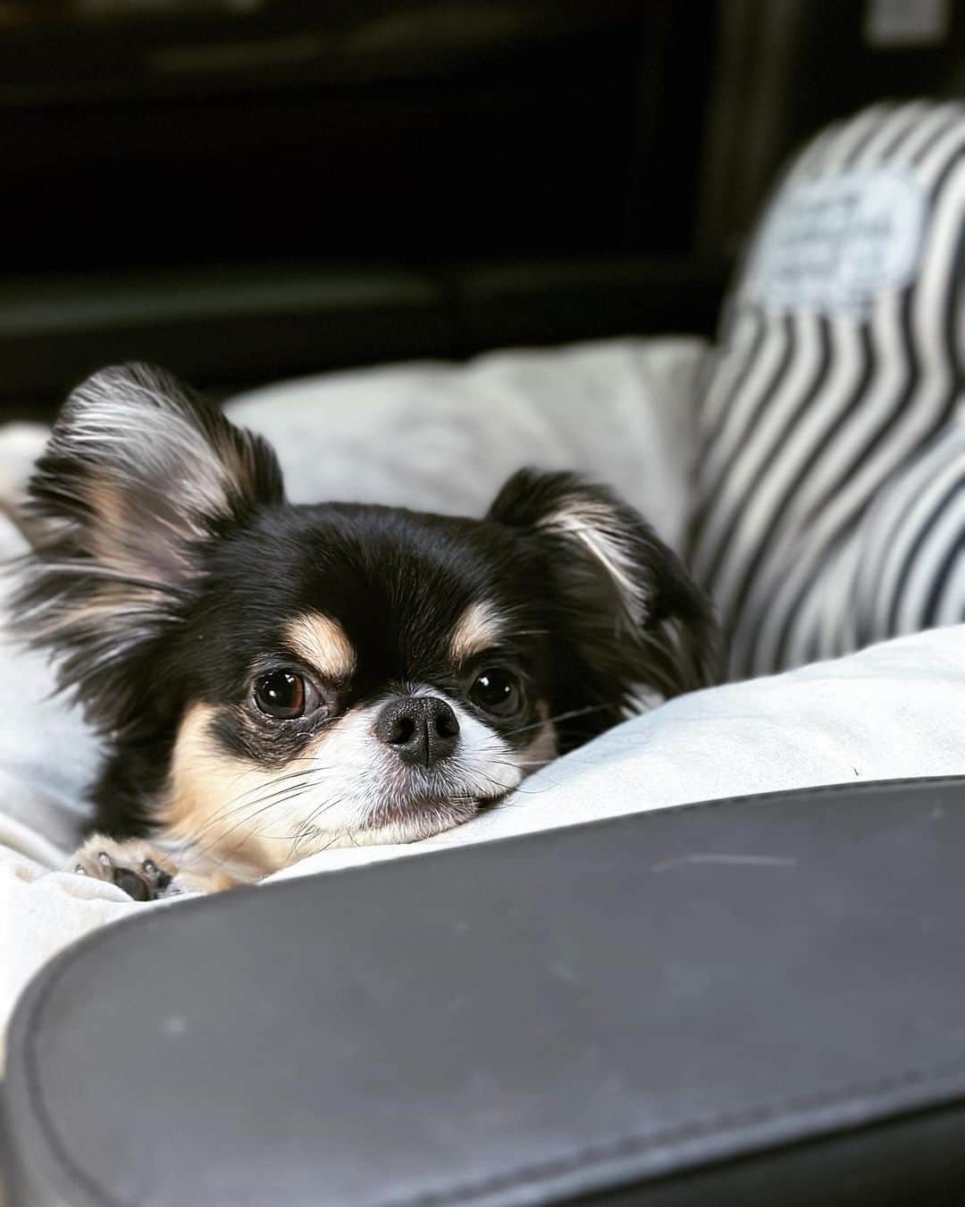 BONGOのインスタグラム：「今日は本物のブーブー🚙で お出かけしてるんだぁ〜  本物のブーブーはすーぐ眠くなっちゃうんだよね〜」