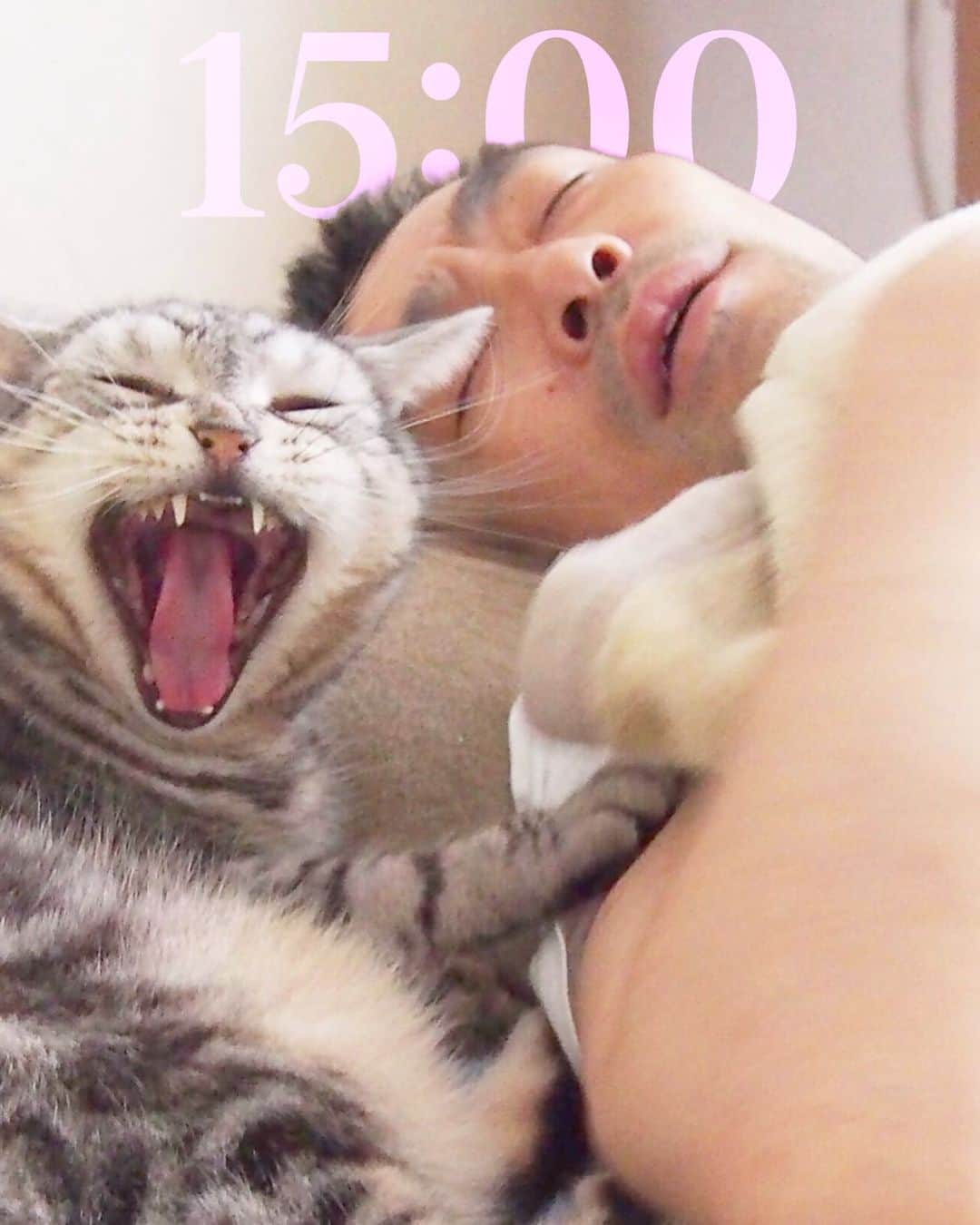 nemuru_catのインスタグラム：「#春ちゃん#眠る夫  とても良い #壁紙 です🩷 * #ねこ部#cat#neko#猫#catsofinstagram#ねこのいるくらし#アメリカンショートヘア#americanshorthair」