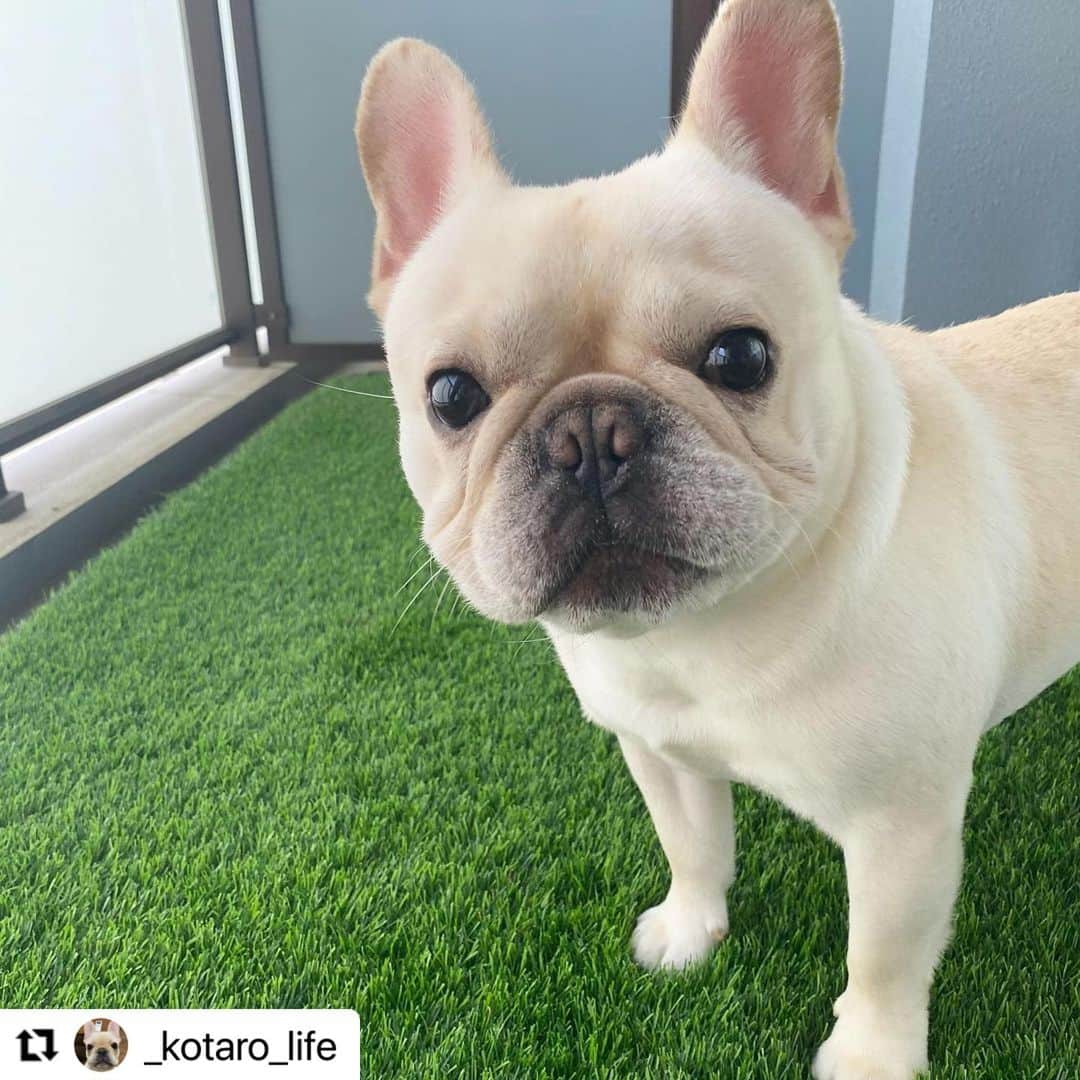 【公式】いぬのきもち・ねこのきもちのインスタグラム：「#Repost @_kotaro_life さんのコタローさん。  撮ってますの？  何を撮ってるのか 気になっちゃうよね。  それで ひょこり映り込んじゃった😁  ハッシュタグ #いぬのきもち #ねこのきもち に投稿いただいた可愛い写真をご紹介しています！ 「いぬのきもちWEB　MAGAZINE」、「ねこのきもちWEB MAGAZINE」でもご紹介させていただくことも！  -------------------  .  #いぬ #いぬすたぐらむ #いぬのいる暮らし #いぬのきもち #いぬ好き #犬 #犬好きさんと繋がりたい #犬のいる生活 #犬と暮らす #犬好き #dog #dogsofinstagram #dogstagram   #フレンチブルドッグ」