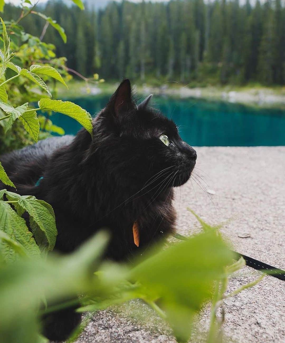 Bolt and Keelさんのインスタグラム写真 - (Bolt and KeelInstagram)「Meet Aku! 🐈‍⬛ He is one curious kitty on his catventures 👀  @adventrapets ➡️ @akuthekitten  —————————————————— Follow @adventrapets to meet cute, brave and inspiring adventure pets from all over the world! 🌲🐶🐱🌲  • TAG US IN YOUR POSTS to get your little adventurer featured! #adventrapets ——————————————————」8月25日 7時50分 - adventrapets