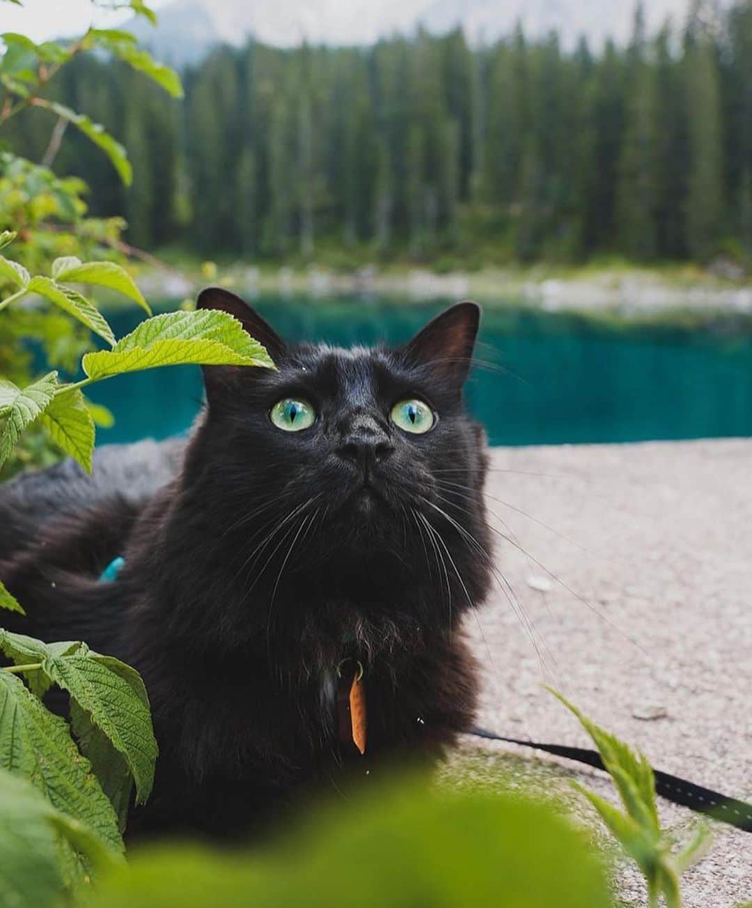 Bolt and Keelのインスタグラム：「Meet Aku! 🐈‍⬛ He is one curious kitty on his catventures 👀  @adventrapets ➡️ @akuthekitten  —————————————————— Follow @adventrapets to meet cute, brave and inspiring adventure pets from all over the world! 🌲🐶🐱🌲  • TAG US IN YOUR POSTS to get your little adventurer featured! #adventrapets ——————————————————」