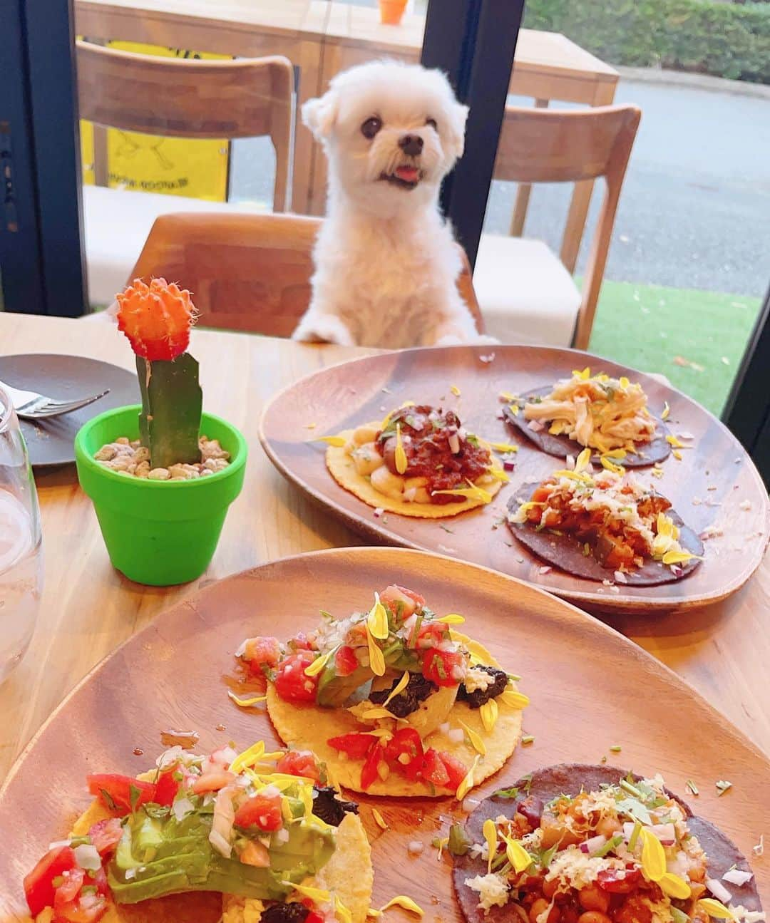 アリスのインスタグラム：「ちゃかり🌮待ちマルタ🐶」