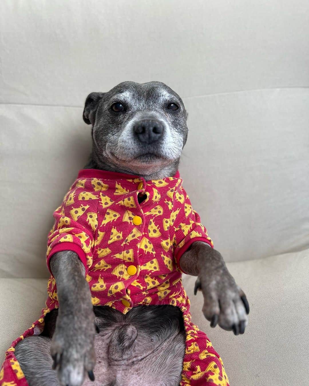 のインスタグラム：「Just a relaxy boy in his pizza jammies … probably pondering where his next meal is coming from 🍕」