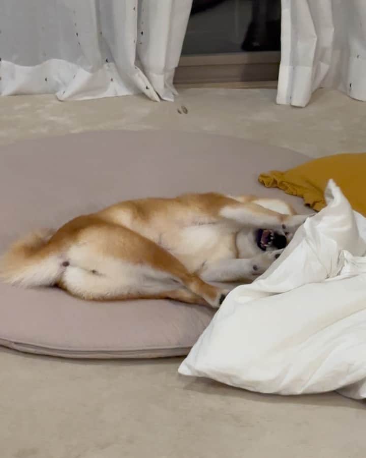 のインスタグラム：「🐶 おはよー にこの一人遊び。 手羽先みたいなお尻に 目がいってしまう〜  #柴犬#豆柴#mameshiba #shibastagram#japanphoto#shibainu#犬#shibainumania#犬のいる暮らし#shiba_snap#shibainupuppy#多頭飼い#dog#いぬすたぐらむ#puppy#dogstagram#instadog #doglover#pecoいぬ部#pecotv#いぬのきもち部#狗#子犬#barked#9gag#9gagpets#시바견」