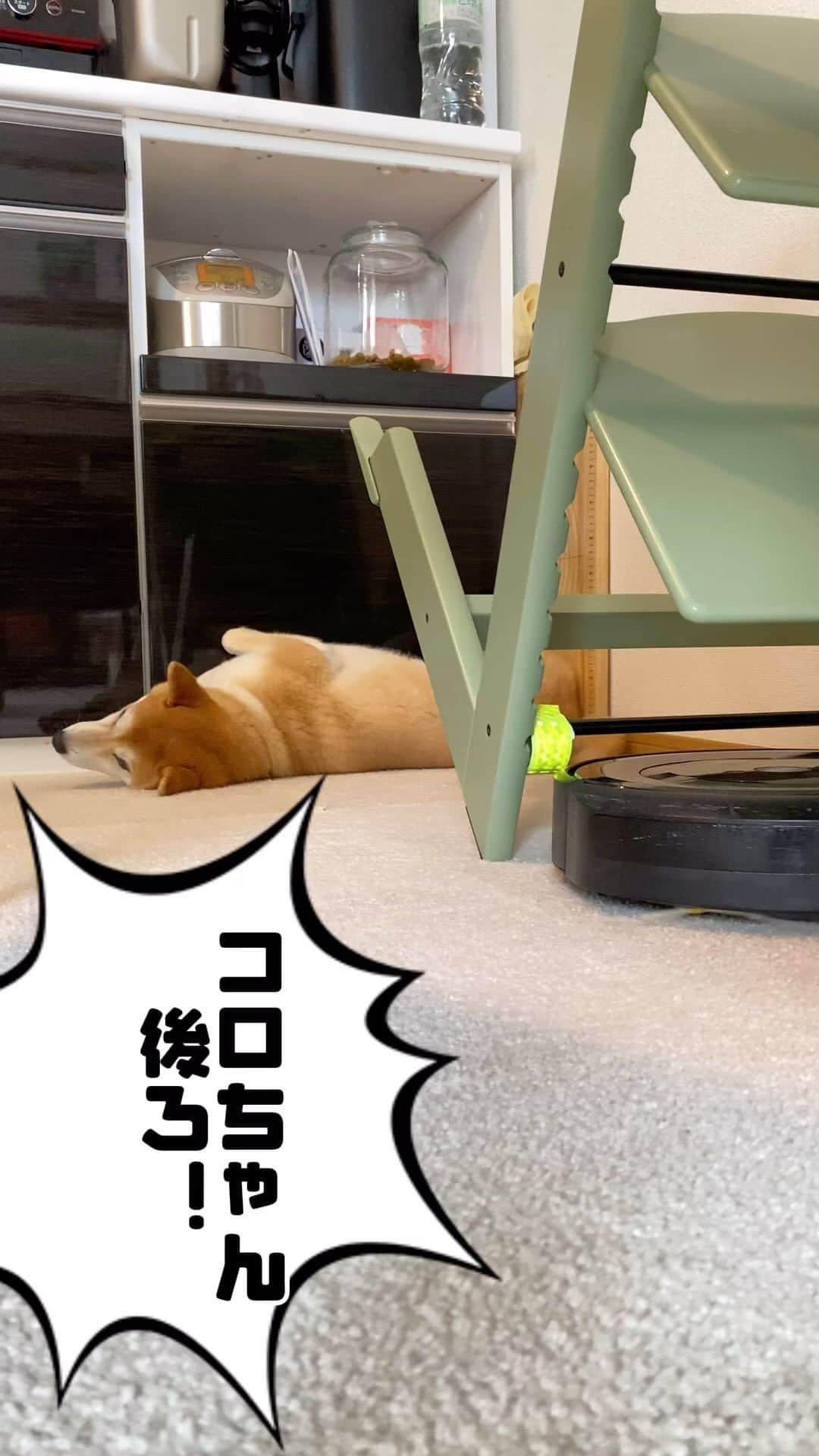 柴犬Mamesuke・Korosuke??大阪のインスタグラム：「ちょっと失礼しまーす！ お掃除ロボット通過しますねー😚 🐾-—*-—*-—*-—*🐾 #MameKoro #豆コロ #柴犬と子供 #犬と子供 #チャリちゃん見守り隊 #子守犬 #豆柴 #柴犬 #赤柴 #豆介 #コロ介 #shibagram #shibastagram #shibainu #shiba #🐕📷」