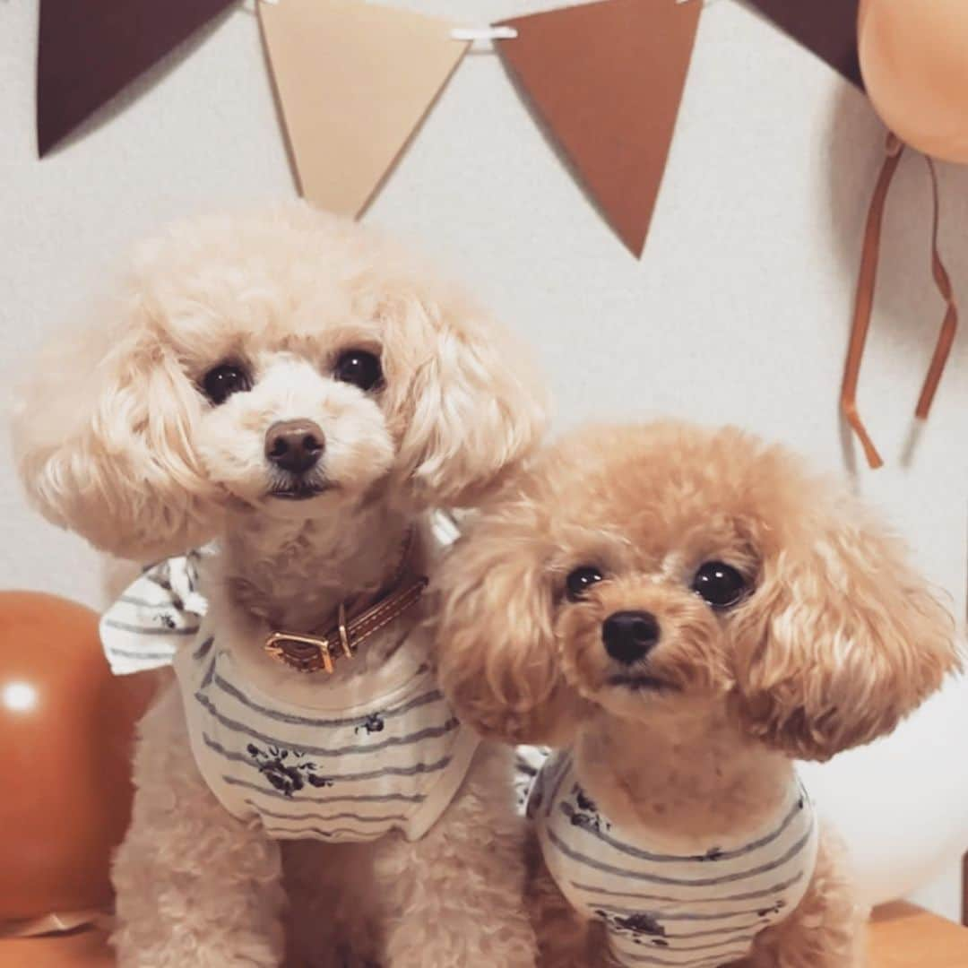 三ツ井裕美さんのインスタグラム写真 - (三ツ井裕美Instagram)「きなこ5歳になりました🐶🤎  早いー！早いよーーー！！ もっとゆっくり成長していいのだよー🥺  ビビりな性格はそのまま変わりませんが、マイペースな部分もありそれなりに穏やかに過ごしてくれています。  もなかが来てしばらくは、自分よりもなかに譲るというような場面も多々ありましたが、1年半経ちようやく自分の意思をきちんと伝えてくれるようになってきました☺️  なのでよく2人でおもちゃを取り合ったり、追っかけっこしたり、それぞれちゃんと甘えて来ます（笑）  良いお姉ちゃんだけど、ちゃんと甘えて良いのだからねー👍🏻💓  この1年も健康で元気に、楽しく過ごせますように✨✨✨  改めて5歳のお誕生日おめでとう！！  @inu.cake さんのケーキ🎂  お友達にプレゼントした時に可愛すぎて気に入って今回きなこにも🤍  可愛すぎて切るの大分躊躇いましたが、大喜びで食べてくれています🐶🐶  @kinamona.chan」8月25日 9時52分 - hiromi__km