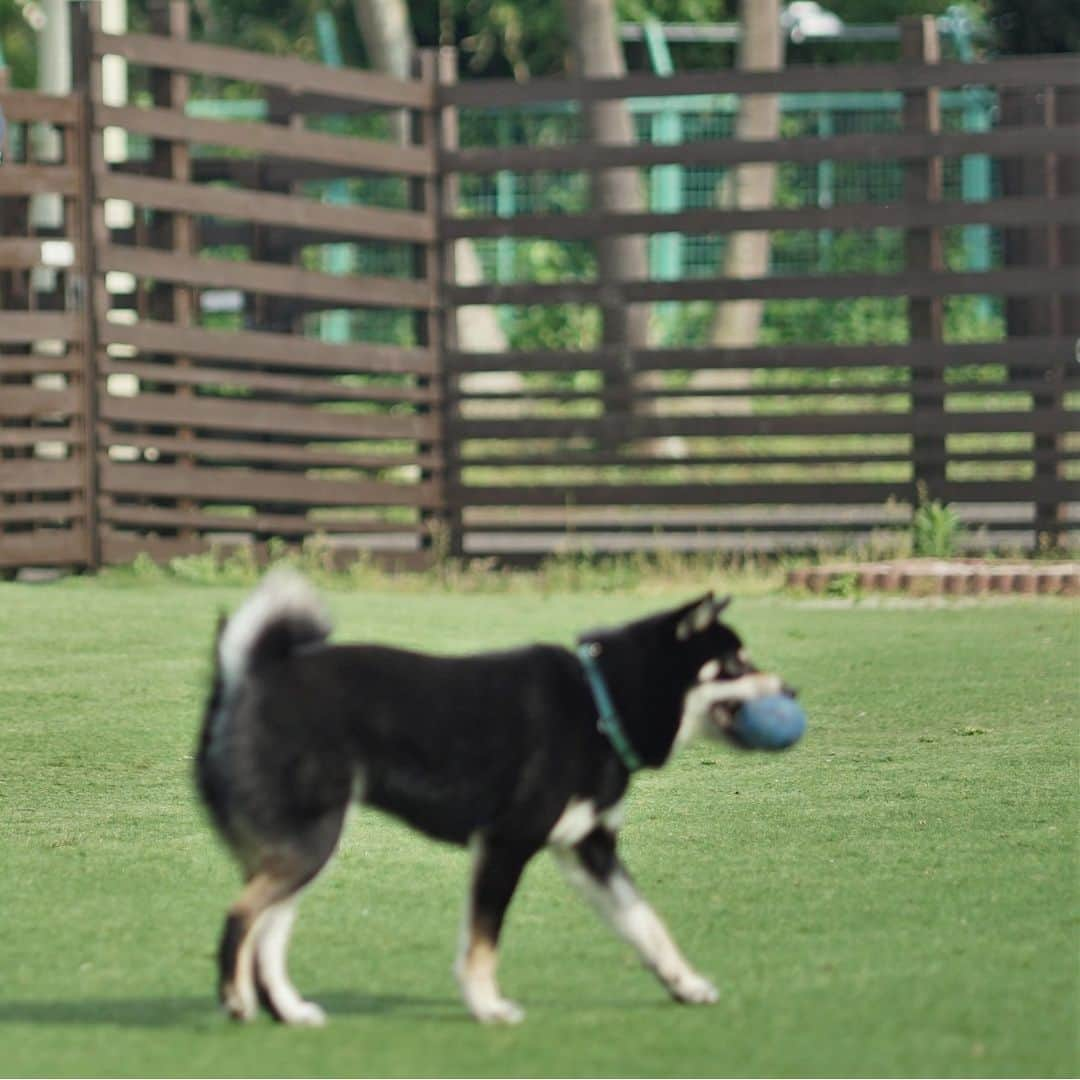 TokyoToyopet Girl meets carさんのインスタグラム写真 - (TokyoToyopet Girl meets carInstagram)「🐶 #ドッグラン で愛犬と✨ #トヨタ車 で一緒にドライブ🚗  #トヨタモビリティ東京  #トヨタ  #TOYOTA #愛犬 #犬 #アウトドア」8月25日 10時00分 - toyotamobilitytokyo