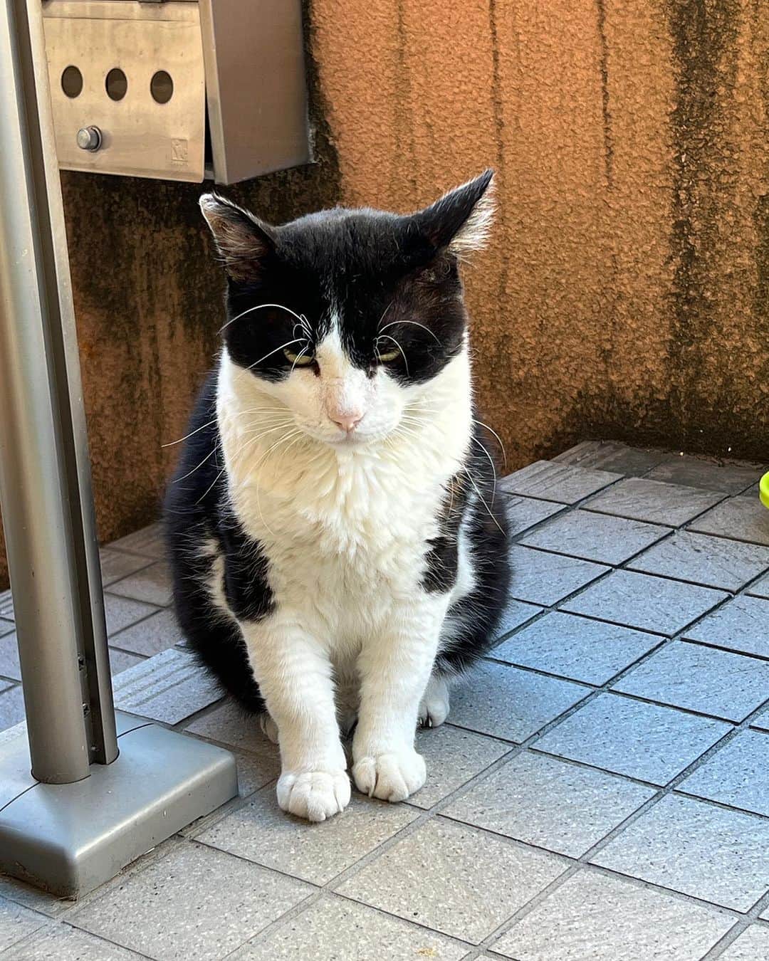 Kachimo Yoshimatsuさんのインスタグラム写真 - (Kachimo YoshimatsuInstagram)「おはようイカスミ Good Morning Ikasumi 確か前回と同じ中3日。 覚えててくれて嬉しいね。  #うちの猫ら #猫 #ikasumi #ねこ #ニャンスタグラム #にゃんすたぐらむ #ねこのきもち #cat #ネコ #catstagram #ネコ部 http://kachimo.exblog.jp」8月25日 10時13分 - kachimo