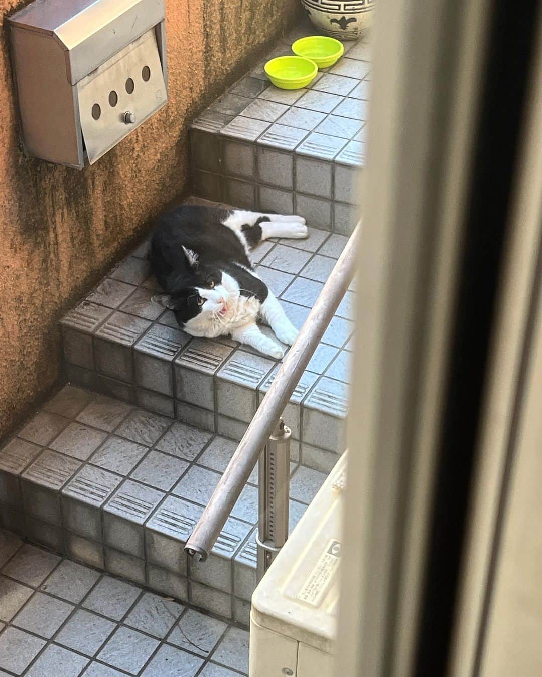Kachimo Yoshimatsuのインスタグラム：「おはようイカスミ Good Morning Ikasumi 確か前回と同じ中3日。 覚えててくれて嬉しいね。  #うちの猫ら #猫 #ikasumi #ねこ #ニャンスタグラム #にゃんすたぐらむ #ねこのきもち #cat #ネコ #catstagram #ネコ部 http://kachimo.exblog.jp」
