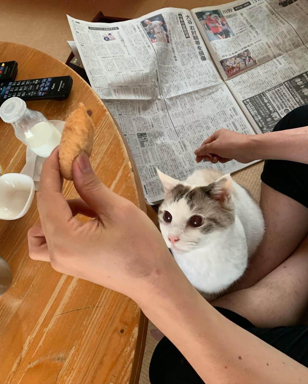 くるねこ大和さんのインスタグラム写真 - (くるねこ大和Instagram)「美味しそうでしねぇ パン牛乳ヨーグルトを狙う胡ぼ爺。  #胡ぼん  #シニア猫16歳  #働く魔王さま」8月25日 10時19分 - kuru0214neko