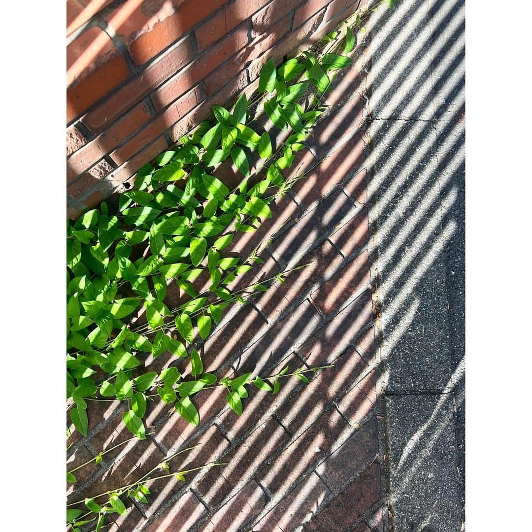 小泉みゆきさんのインスタグラム写真 - (小泉みゆきInstagram)「茹だる暑さ。 一見簡素に見える修道院は、具に見ると意匠が凝らされてい ...