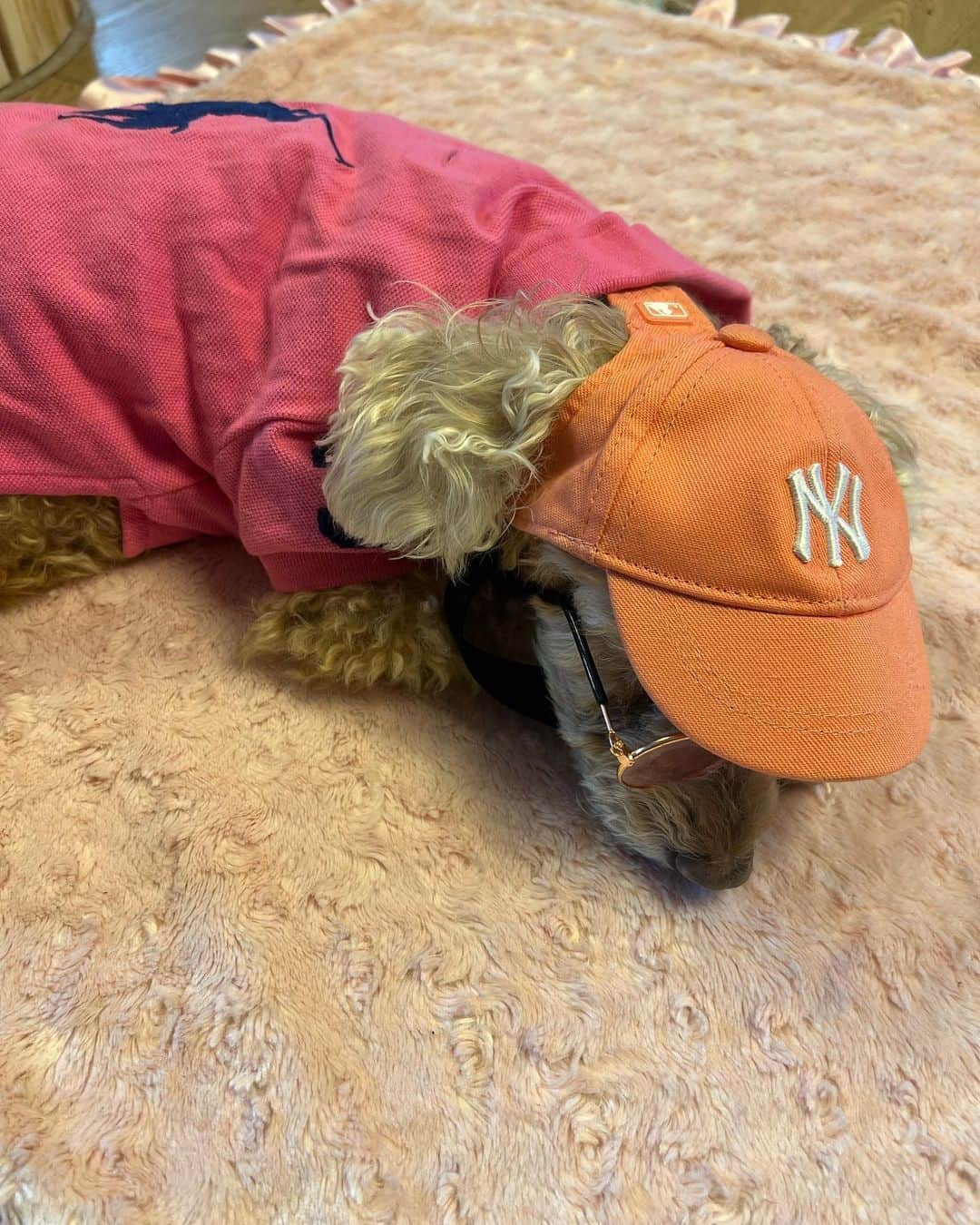 速水もこみちのインスタグラム：「まめころモンさん  ① コロ　　Zzzzz  ② コロ　　Zzzzz  ③ コロ　　Zzzzz モン　　ころちゃんも着せられて大変だな 本人　　うっ、、、、、  ④ モン　　カンベンしてくれよ〜！  モンさんも大変なのであーる  #まめころモンロー #まめころ #モンロー #わん#わんこ #cap#キャップ#帽子 #poloshirt#poloralphlauren  #ラルフローレン#ポロシャツ」