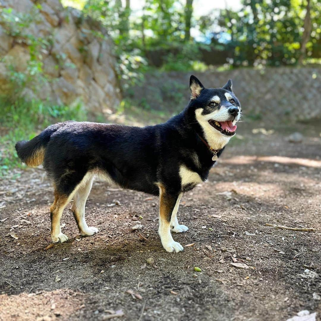 vo_coのインスタグラム：「🐾 こたちゃん、久しぶりに首すっぽ抜けるの巻 散歩先では最近そこまでイヤイヤしないから緩めのチョーカーで油断してたらスポっと抜けた… そのままどこか行っちゃったりせず、30秒ほどヒャッハーしたら素直にお縄しに来るんだけど、11歳まだまだ油断ならんな… ＊ #shibastagram #instashiba #shiba #shibainu #黒柴 #柴犬」