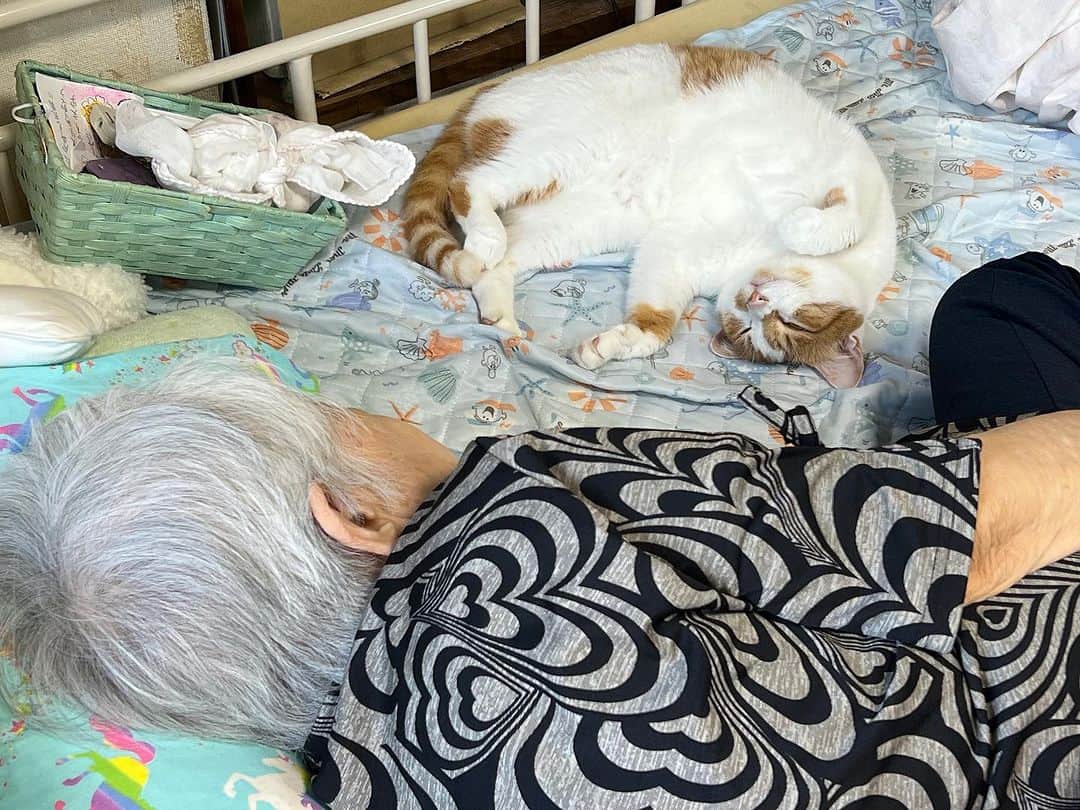 Kachimo Yoshimatsuさんのインスタグラム写真 - (Kachimo YoshimatsuInstagram)「朝、バーバの所に行ったら、 一緒に寝てた。 見守り隊隊長は任務遂行中。 おりこうさん｡  #うちの猫ら #猫 #ねこ #ニャンスタグラム #oinari #バーバ #バーバと猫 #にゃんすたぐらむ #ねこのきもち #cat #ネコ #catstagram #ネコ部 http://kachimo.exblog.jp」8月25日 11時40分 - kachimo